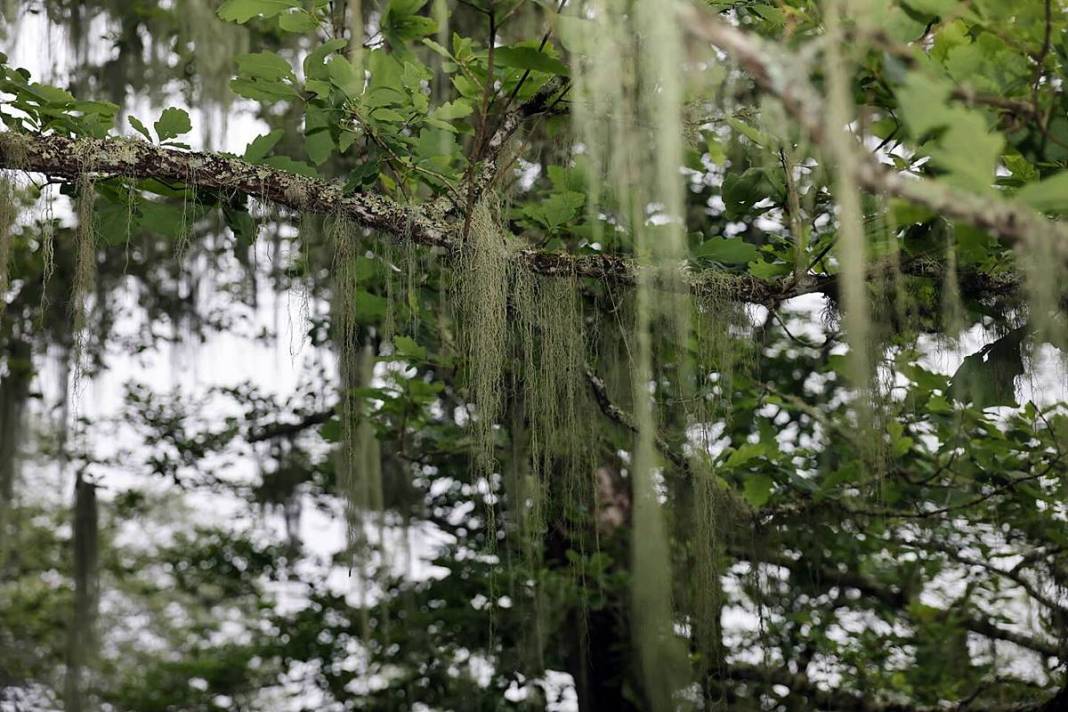 Karadeniz'in saklı incisi turizme açılıyor! 3000 yıllık kale keşfedilmeyi bekliyor 10